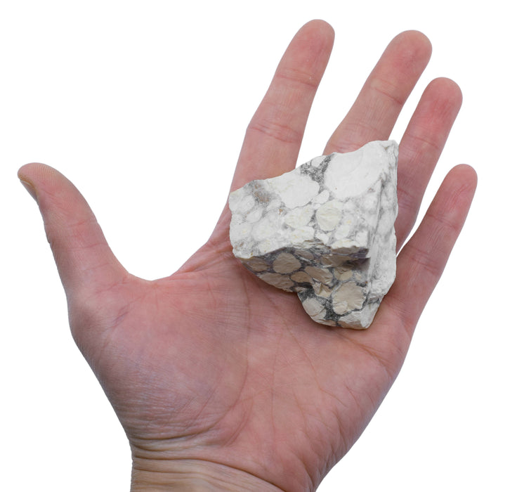 Raw Conglomerate, Sedimentary Rock Specimen - Approx. 3" - Hand Sample  - Geologist Selected & Hand Processed - Great for Science Classrooms - Eisco Labs
