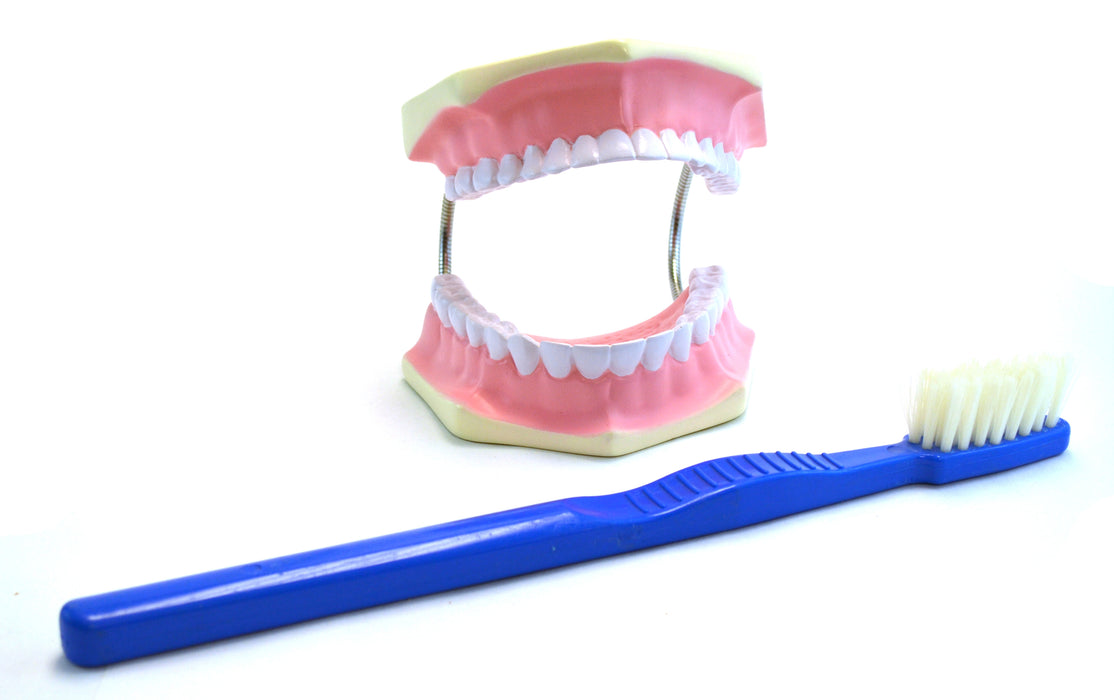 Eisco Labs Giant Dental Care Model, Teeth and Gums with Giant Tooth Brush, 3 Times Life Size