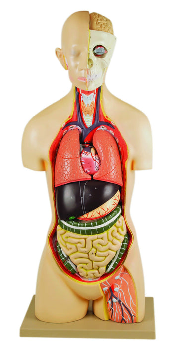 35" Premium Life Size Human Torso, Sexless, 15 Part, Highly Detailed Anatomical Model - Open Back