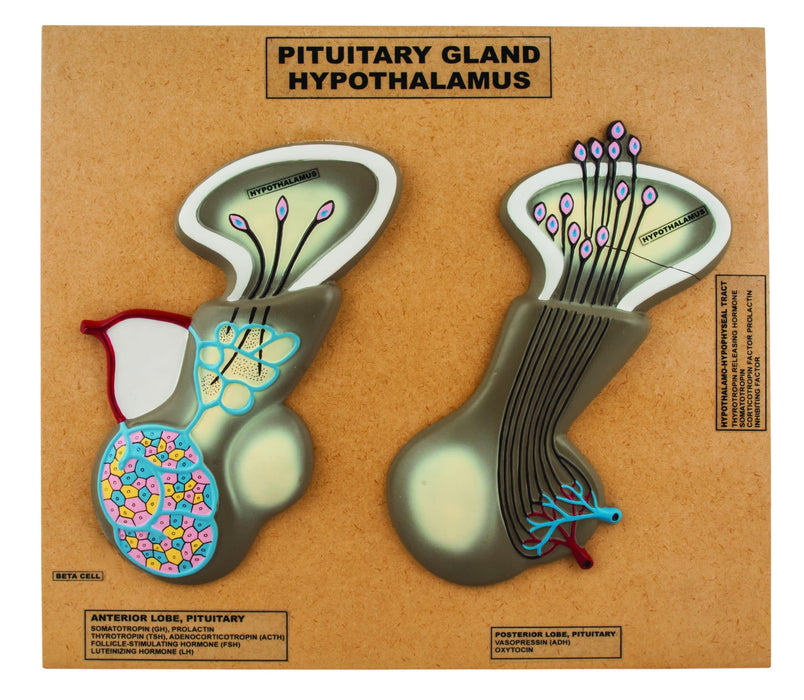 Pituitary Gland (hypothalamus) Model