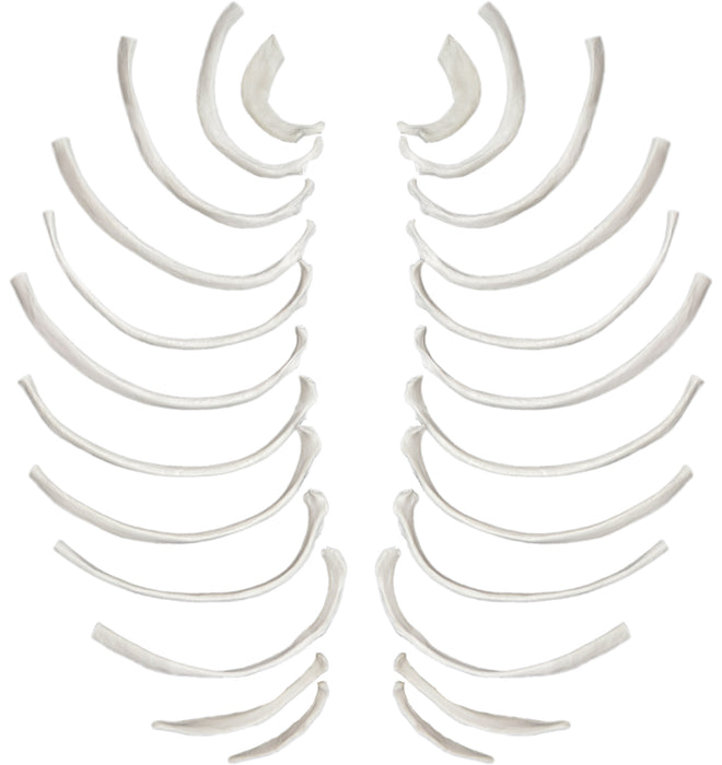 Rib Bones - Disarticulated - 24 Bones, Full Set - Natural Size, Natural Color - Human Rib Bones Right and Left Model