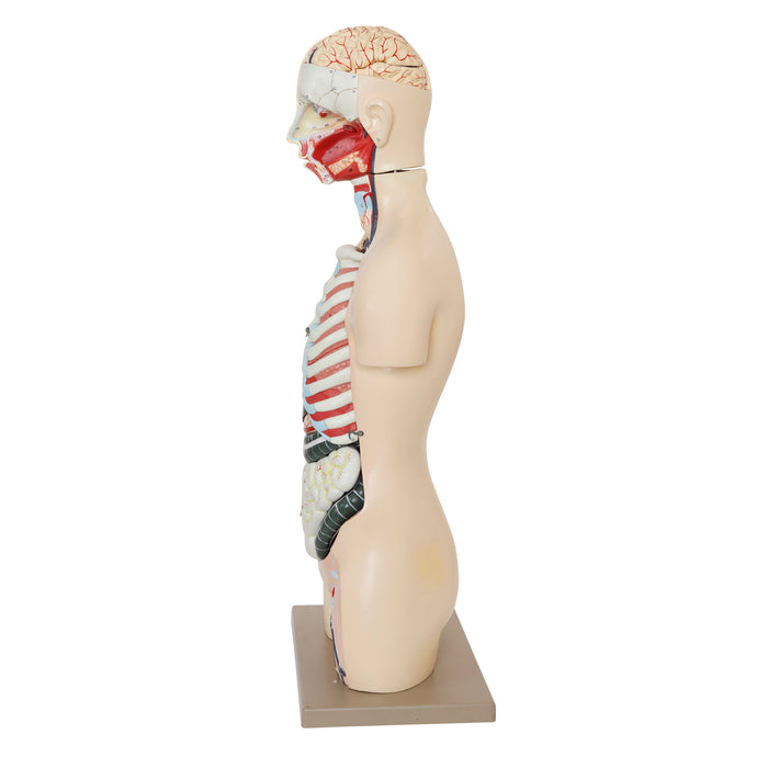 Premium Human Torso Model with Open Back -  Life Size - 28 Parts - Male/Female Genital Organs - Eisco Labs