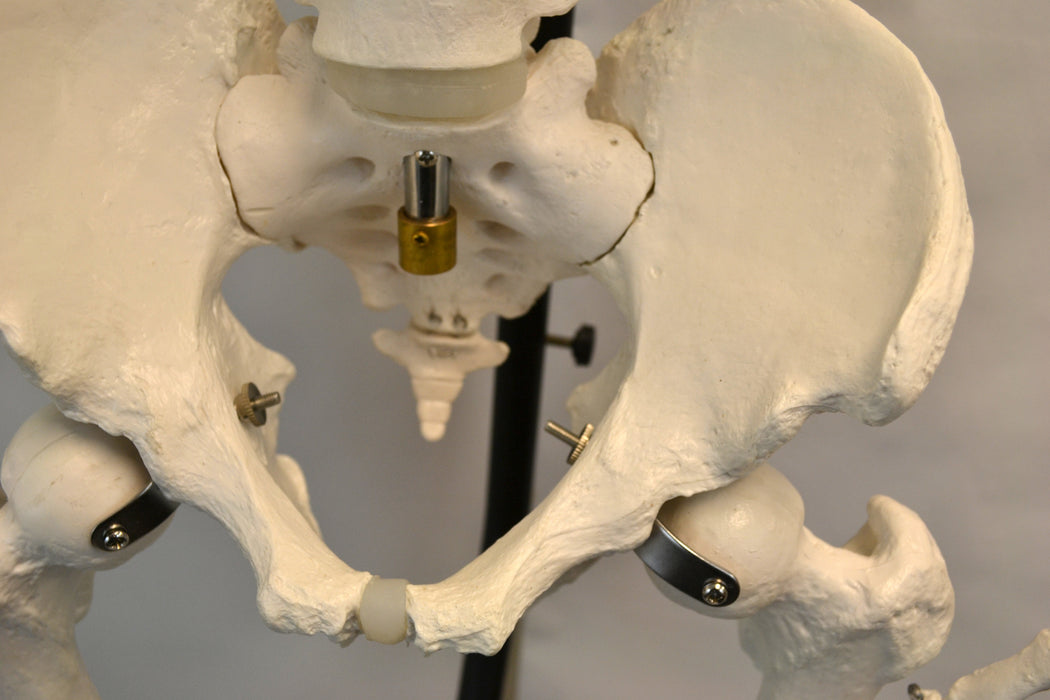 Human Skeleton Model, Life-Size (64" Height) - Articulated Joints - Rod Mounted with Wheeled Base