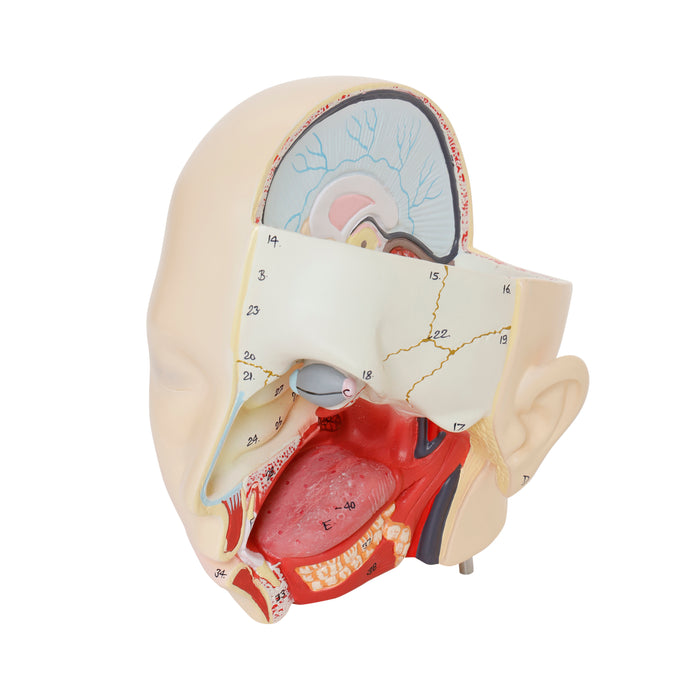 Premium Human Torso Model with Open Back -  Life Size - 28 Parts - Male/Female Genital Organs - Eisco Labs