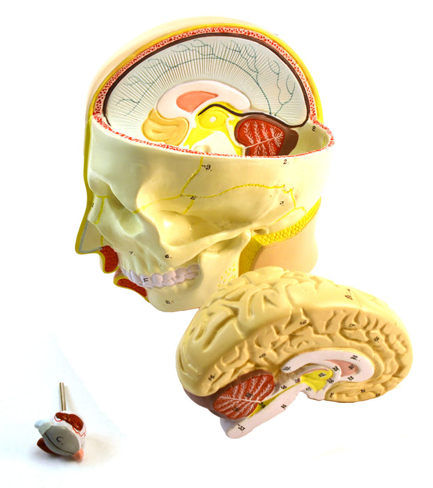 35" Premium Life Size Human Torso, Sexless, 15 Part, Highly Detailed Anatomical Model - Open Back