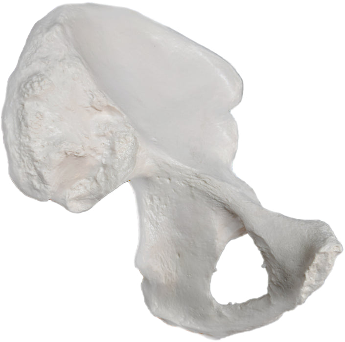 Hip Bone Model - Left - Anatomically Accurate Human Coxal Bone Replica - Eisco