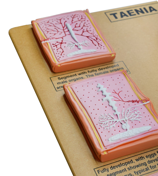 Comparative Tapeworm Model - Developmental Anatomy - Mounted on 18"x20" Wood Base - Hand Painted- Eisco Labs