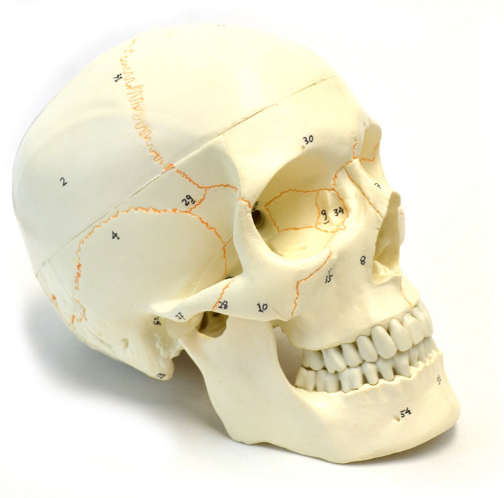 9" 3-Part Human Skull Anatomical Model Collection - Set of 4 (3-Part, Numbered, Color-Coded, and Painted Musculature)