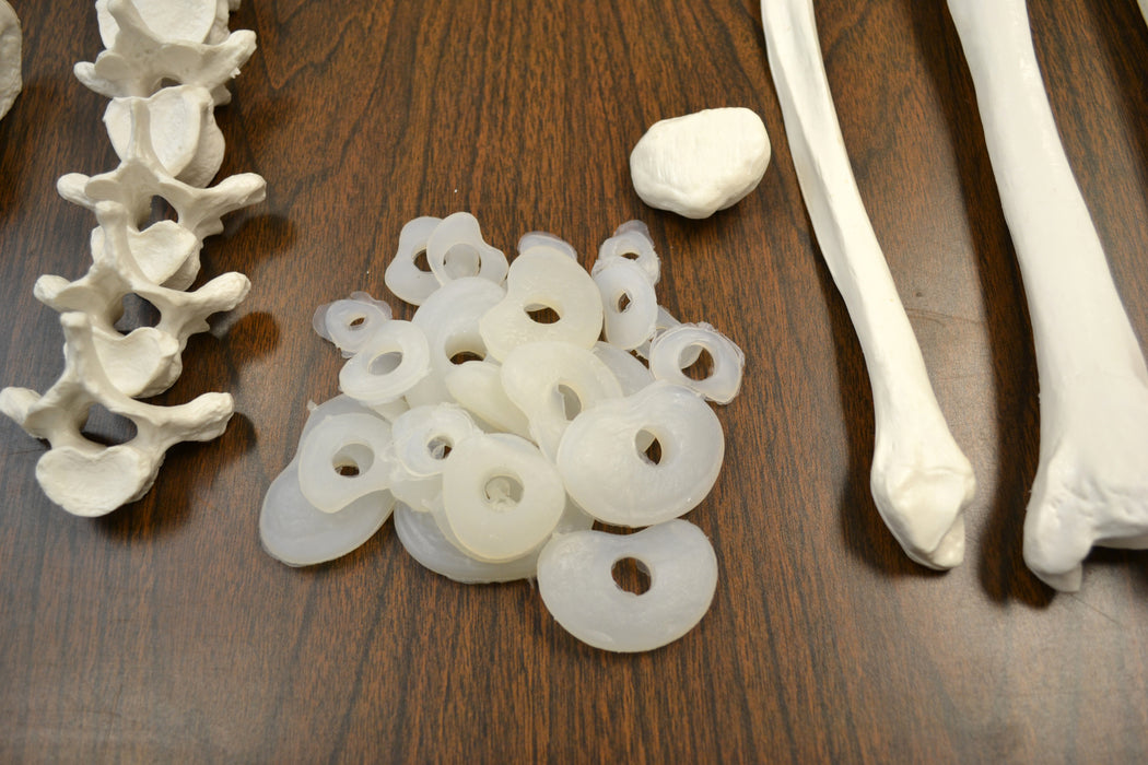 Disarticulated Human Skeleton, Full, Medical Quality, Life Sized (62" Model Height)