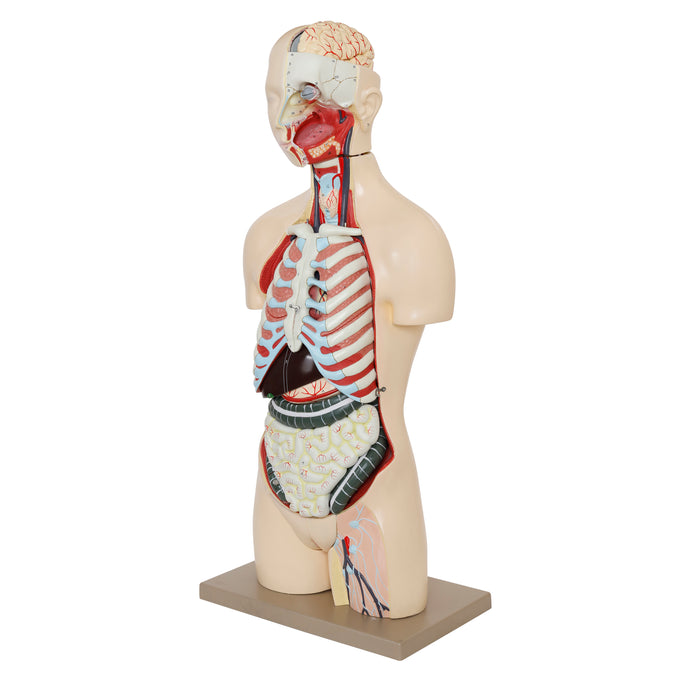 Premium Human Torso Model with Open Back -  Life Size - 28 Parts - Male/Female Genital Organs - Eisco Labs