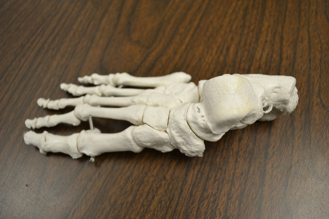 Disarticulated Human Skeleton, Full, Medical Quality, Life Sized (62" Model Height)