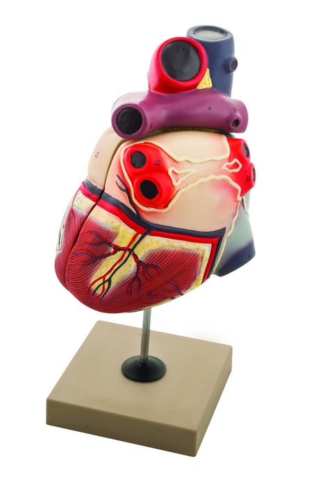 Eisco Labs Life Size Human Heart Model on Base; 2 Parts