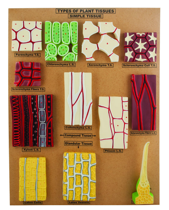 Model Type of Plant Tissues