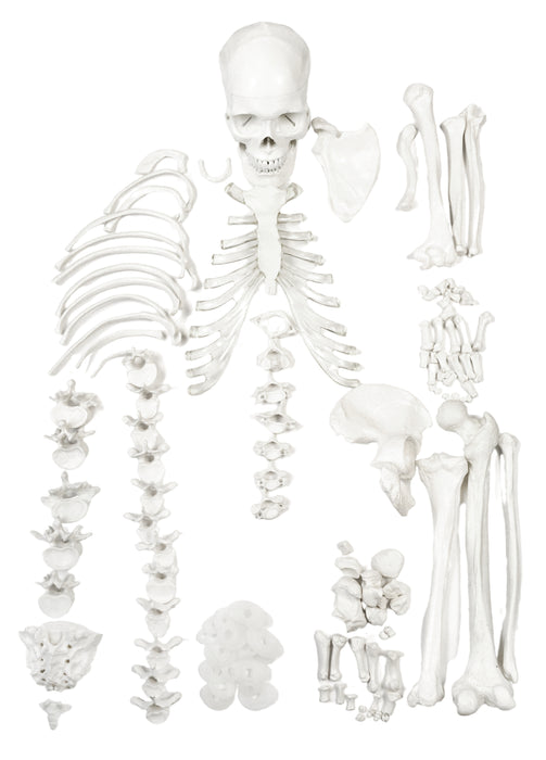Disarticulated Human Skeleton, Half, Medical Quality, Life Sized (62" Model Height)