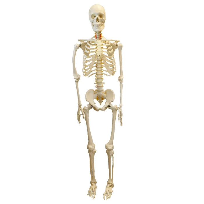 Eisco Labs Life Sized Human Skeleton Model (62