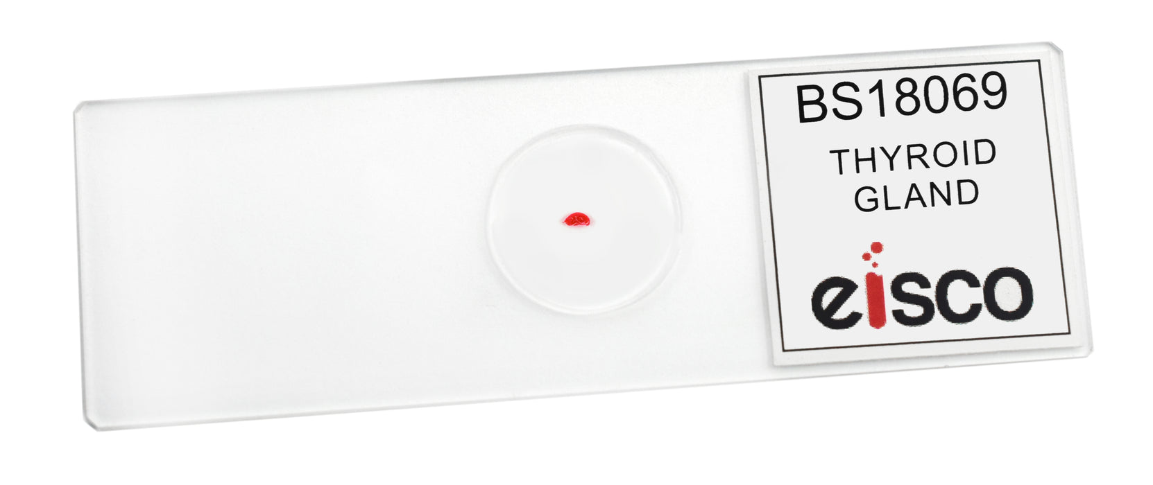 Thyroid Gland (Mammal) Prepared Microscope Slide