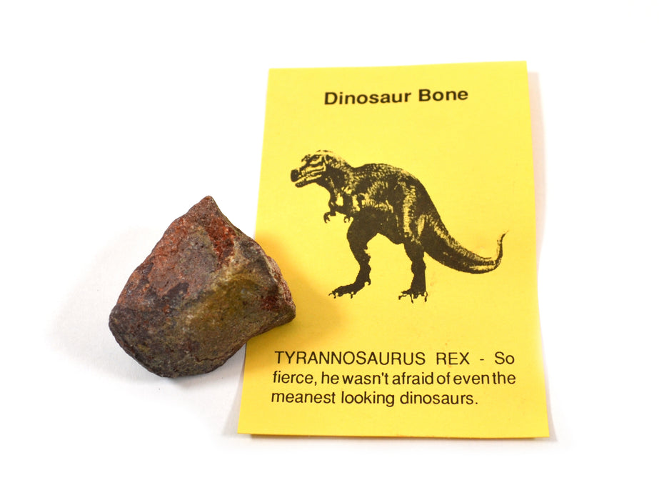 Rare Fossil Dino Pac - Real Dinosaur Egg, Bone, and Dung Fossils with Info Cards, Geologic Timescale, and 4x Magnifier