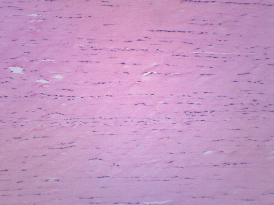 Areolar Tissue Section - Prepared Microscope Slide