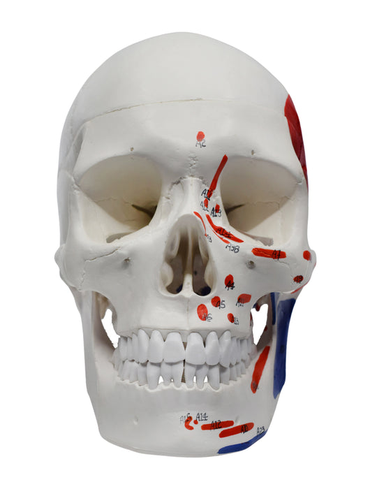 Didactic Human Adult Skull Anatomical Model, 3 Part - Color Coded