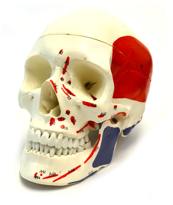 9" 3-Part Human Skull Anatomical Model Collection - Set of 4 (3-Part, Numbered, Color-Coded, and Painted Musculature)