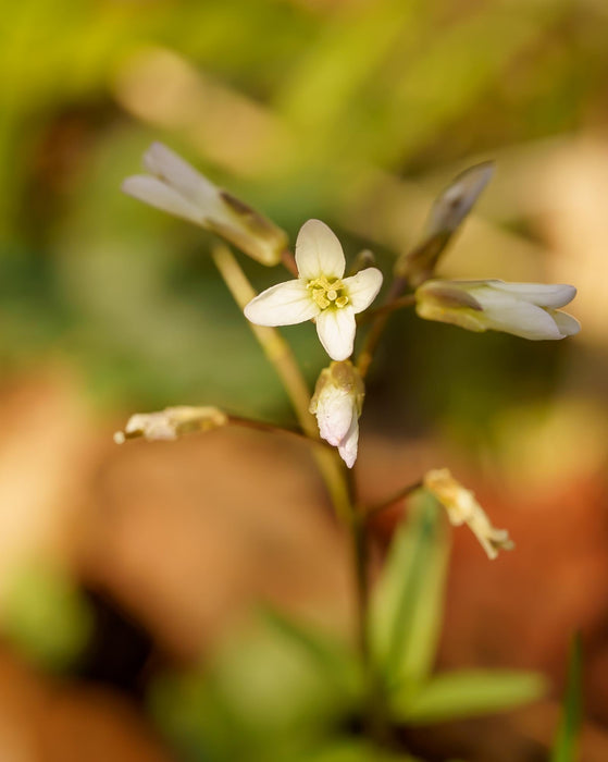 Arabidopsis Seeds, 300/Packet - Thale Cress