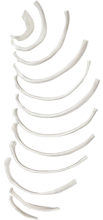 Disarticulated Rib Bones - Half Set, 12 Bones - Eisco Labs
