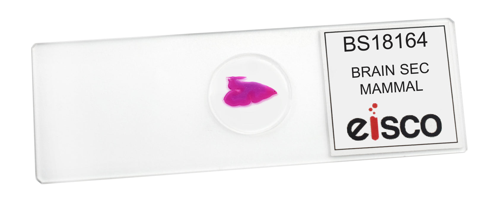 Brain Section - Prepared Microscope Slide - 75x25mm