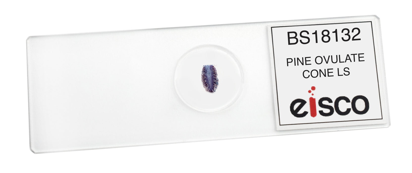 Pine Ovulate Cone - Prepared Microscope Slide - 75x25mm