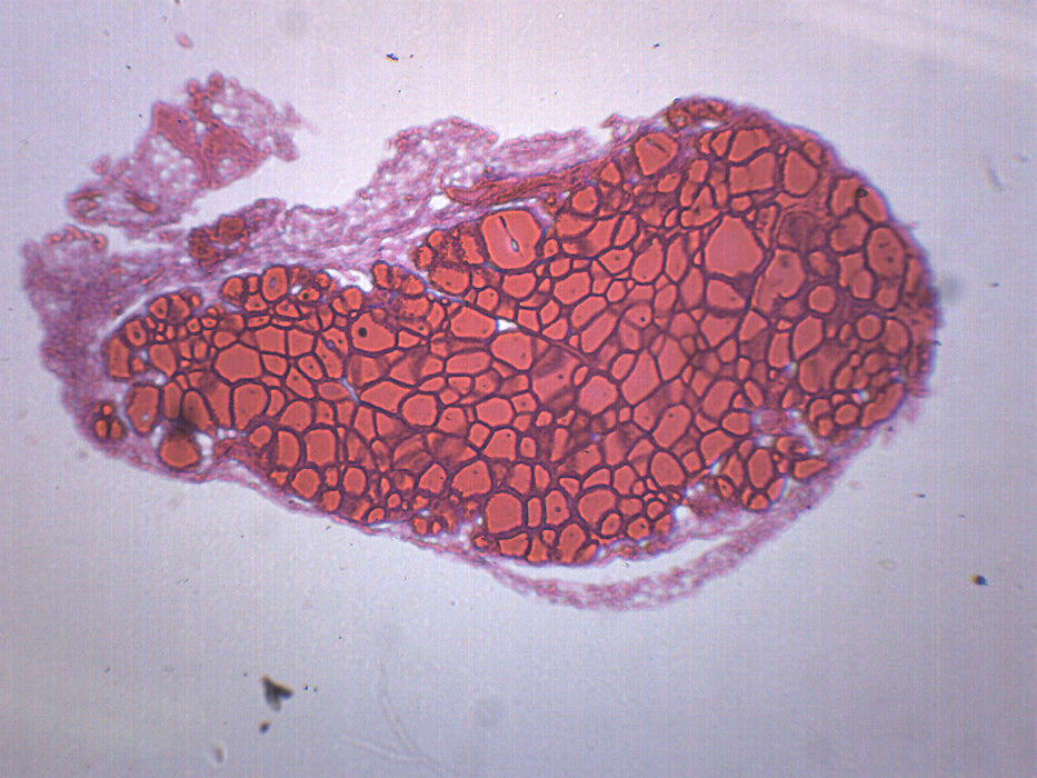 Thyroid Gland (Mammal) Prepared Microscope Slide