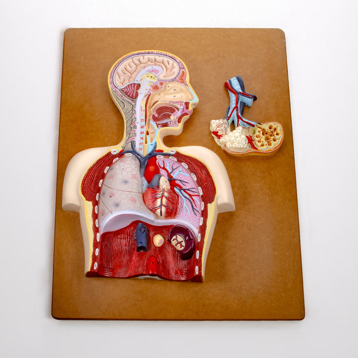 Eisco - Human Respiratory System Anatomical Model - Labeled, Hand-Painted Diagram Mounted on Wooden Board - Classroom, Medical Office & Educational Display