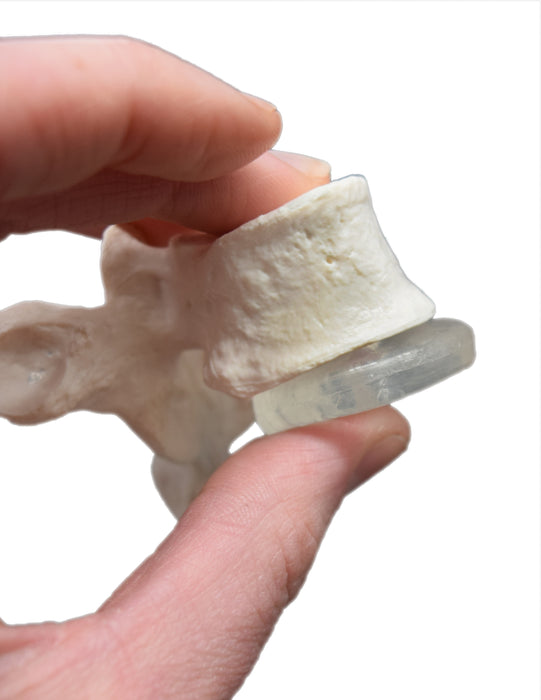 Disarticulated Human Spine Model, 47 Parts - Vertebrae, Intervertebral Discs - Life Sized, Medical Quality