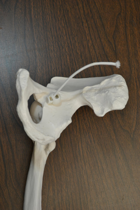 Eisco Labs Anatomical Bone Leg with Foot Model - Life Size — hBARSCI