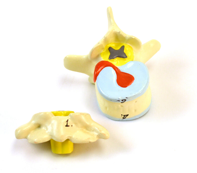 35" Premium Life Size Human Torso, Sexless, 15 Part, Highly Detailed Anatomical Model - Open Back