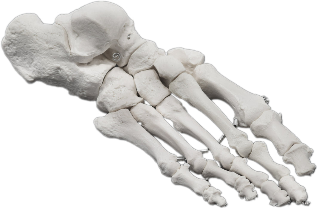 Foot Model, Right - Articulated - Anatomically Accurate Human Foot Bone Replica - Natural Size, Natural Color - Eisco Labs
