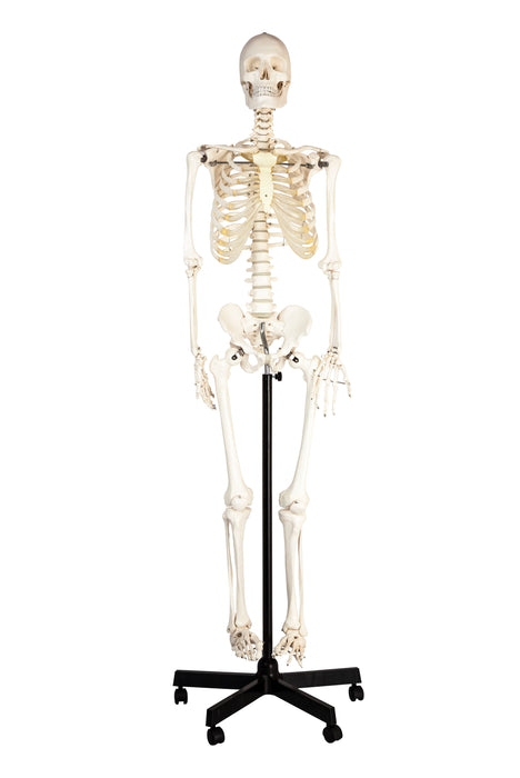 Eisco Labs Life Sized Human Skeleton Model (62" Height), Articulated Joints, Pelvic Mounted with Wheeled Base