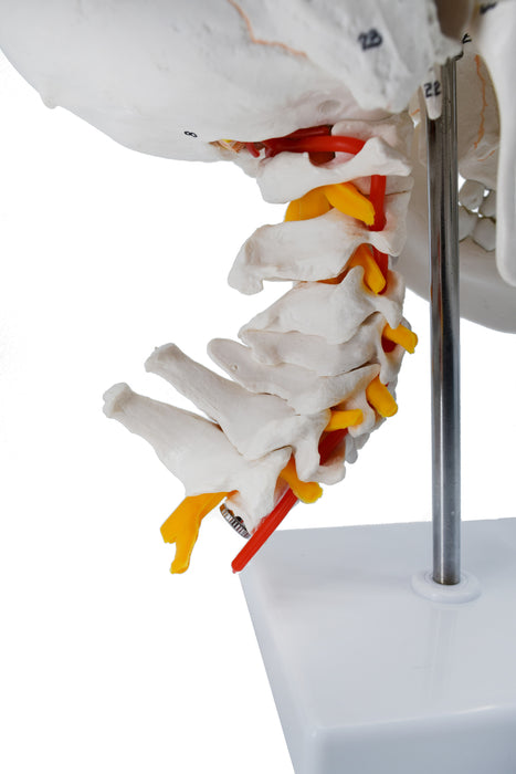 Numbered Skull Model, with 3D Brain
