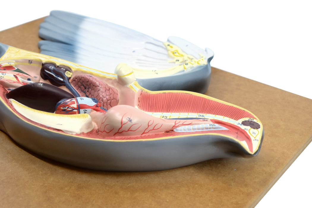 Pigeon Dissection Model, 18 Inch - Mounted