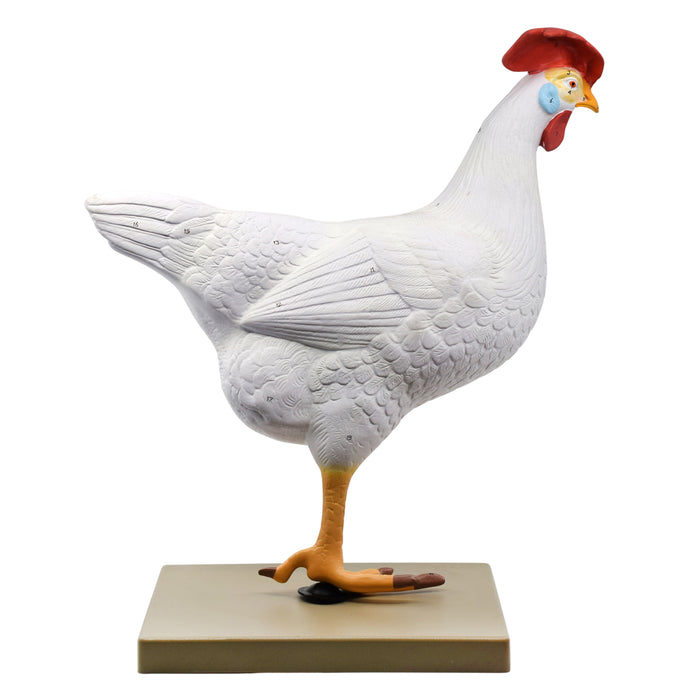 Chicken Anatomy Model, 6 Parts - Life Size