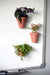 potbuddy magnetic plant pots on whiteboard