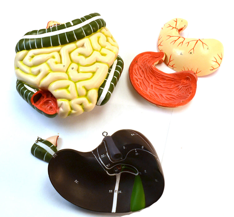 35" Premium Life Size Human Torso, Sexless, 15 Part, Highly Detailed Anatomical Model - Open Back