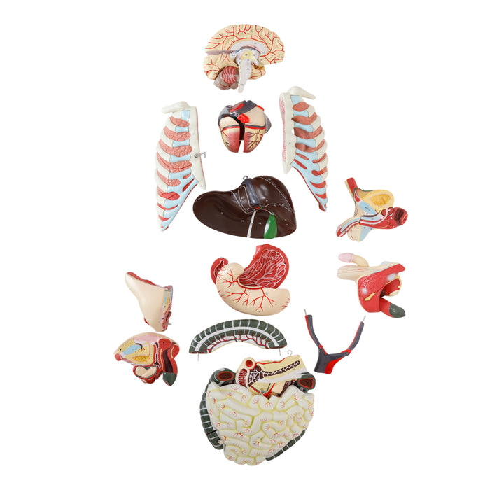 Premium Human Torso Model with Open Back -  Life Size - 28 Parts - Male/Female Genital Organs - Eisco Labs