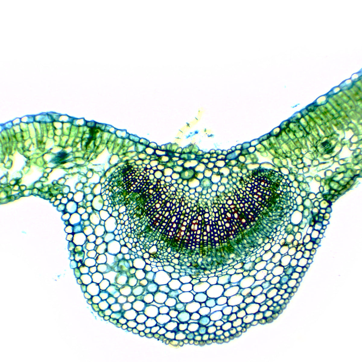 Dicot Leaf - Cross Section - Prepared Microscope Slide - 75x25mm