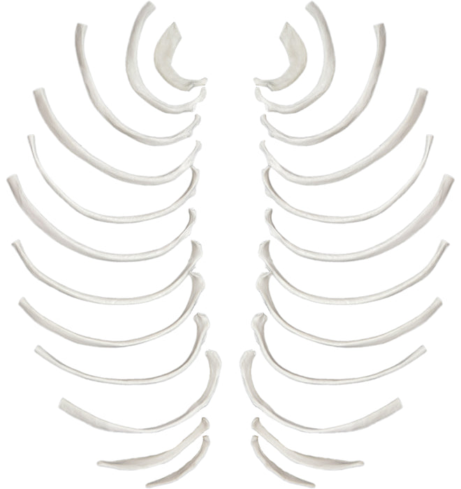 Disarticulated Rib Bones, Full Set, Anatomically Accurate Bone Replica