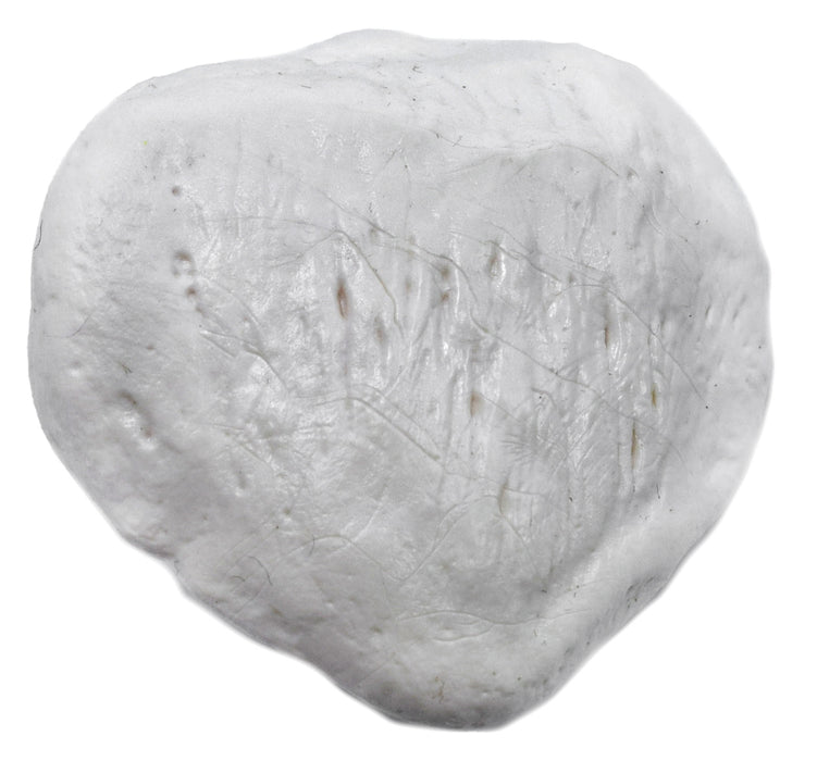 Patella Bone - Left - Anatomically Accurate, Detailed Human Bone Replica