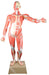 Model Human Life size Male Muscular Torso Dissectible - 36 Parts