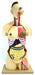 Model Torso with Interchangeable Sex Organs - 24 Parts