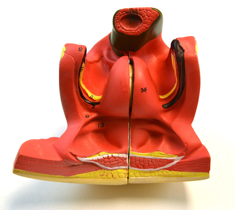 Eisco Labs 35" Dual Sex Premium Life size Human Torso, 24 Parts, Highly Detailed Anatomical Model - With Open Back