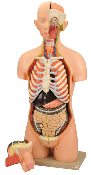 Model Torso with interchangeable Sex Organs - 15 Parts