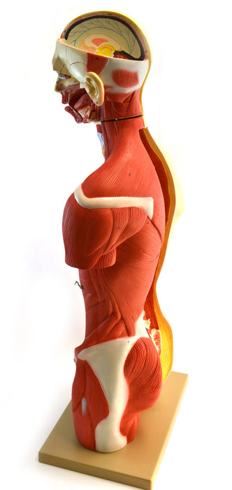 Human Torso, Anatomical Model - Female, Life Size 35" - 19 Parts, Highly Detailed with Muscles & Open Back