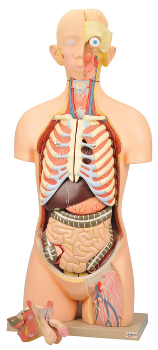 Model Torso with Head - 12 Parts